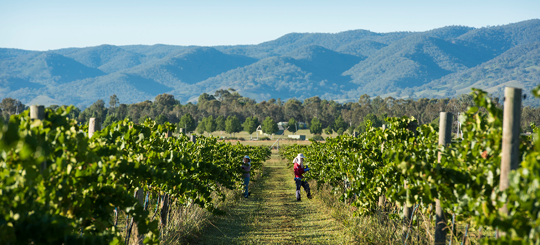 Vinifera vineyard